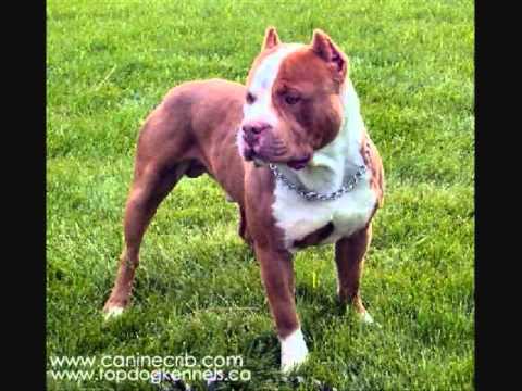 Perros pitbull.wmv - YouTube