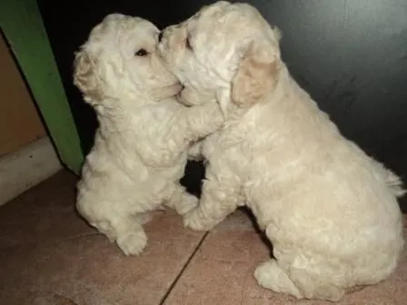 Perros poodle cachorros - Imagui