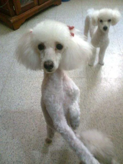 Fotos de vendo caniche micro toy hembra - Santa Fe - Animales ...