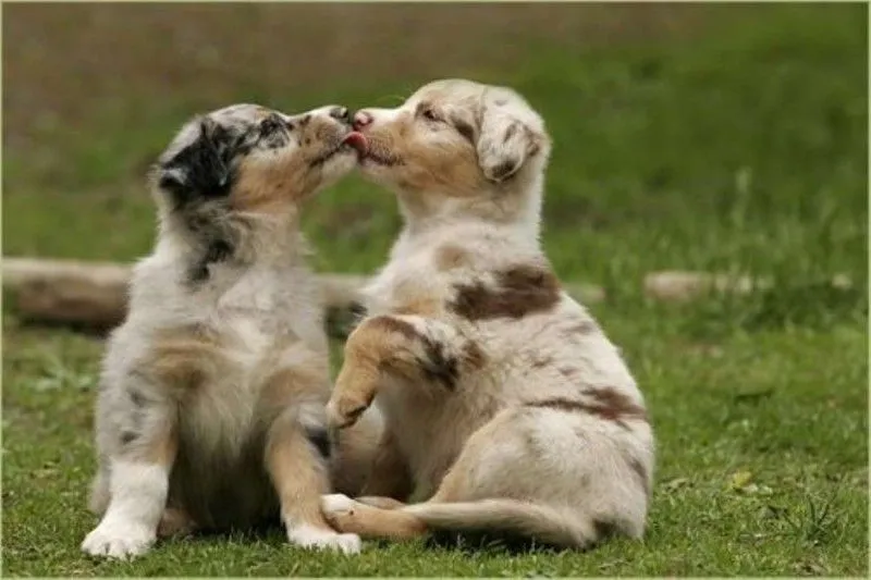 Perros | Protección de animales