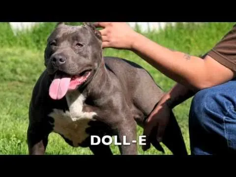 PERROS PROTECTORES PITBULL BULLIES AMERICANOS "LA MAS ALTA CALIDAD ...