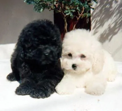Perros poodle toys - Imagui