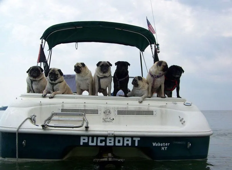 Perros de Pug en Barco