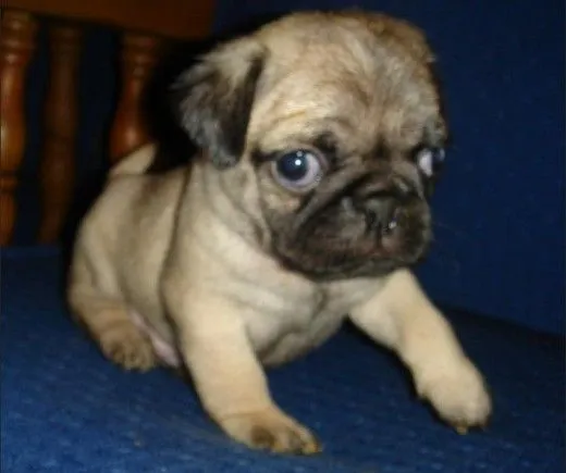 Raza de perros pug bebés - Imagui