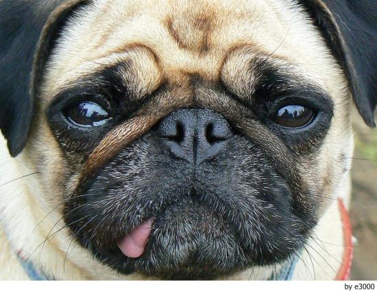 Pug carlino bebé - Imagui