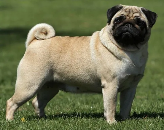 Características de los Pug – Perros Pug