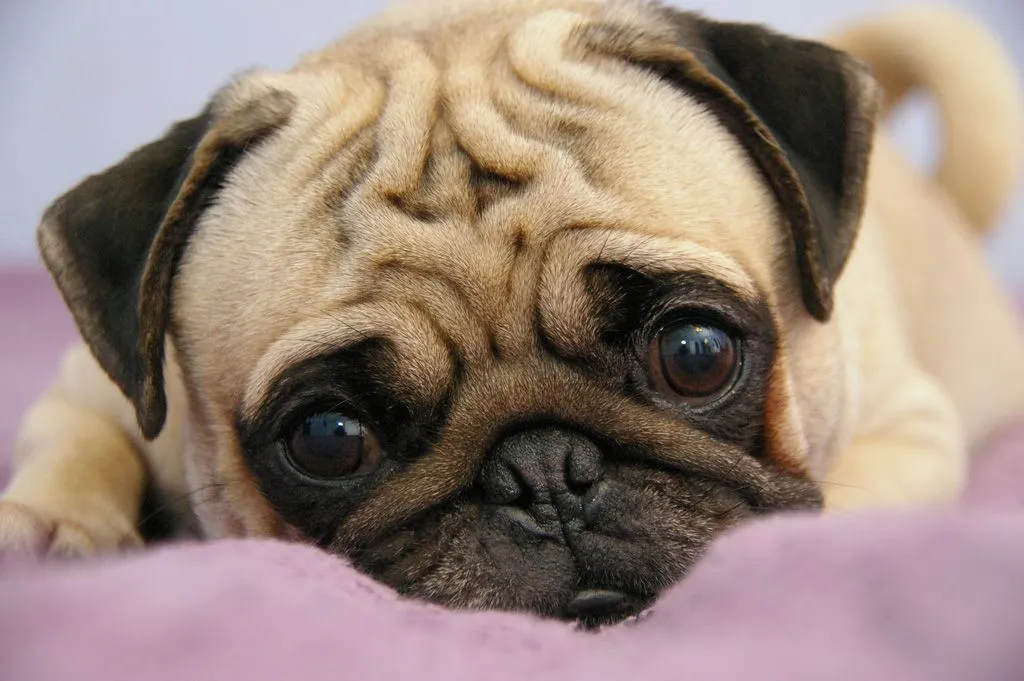 Todo sobre perros Pug - Perros PugPerros Pug Todo sobre perros Pug - Perros PugPerros Pug