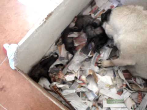 perros pug reciennacidos.MPG - YouTube