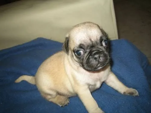 Perro pug venta - Imagui