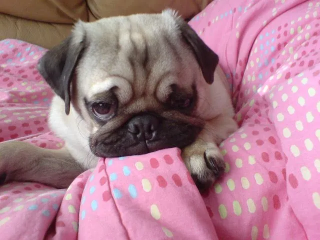 Perros Pugs - Hermosos Cachorros y Adultos Pugs | Fotos e Imágenes ...