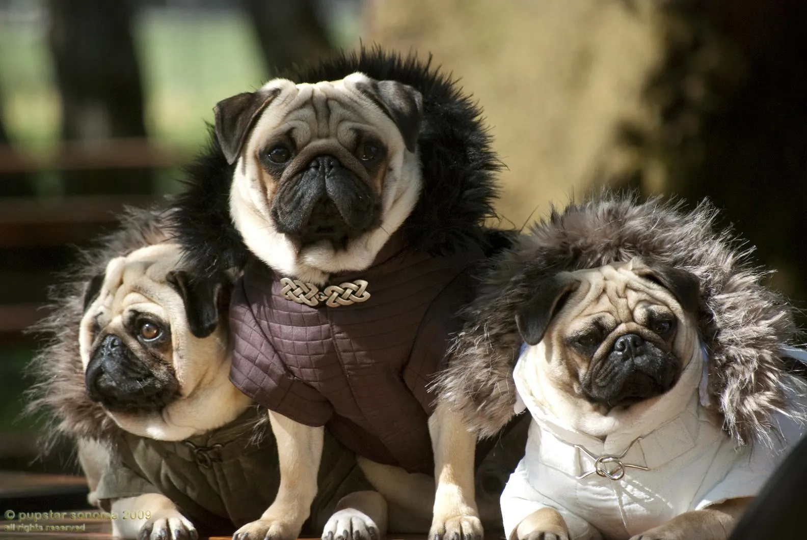 Perros Pugs - Hermosos Cachorros y Adultos Pugs | Fotos e Imágenes ...