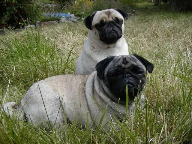 Perros Pugs - Hermosos Cachorros y Adultos Pugs | Fotos e Imágenes ...