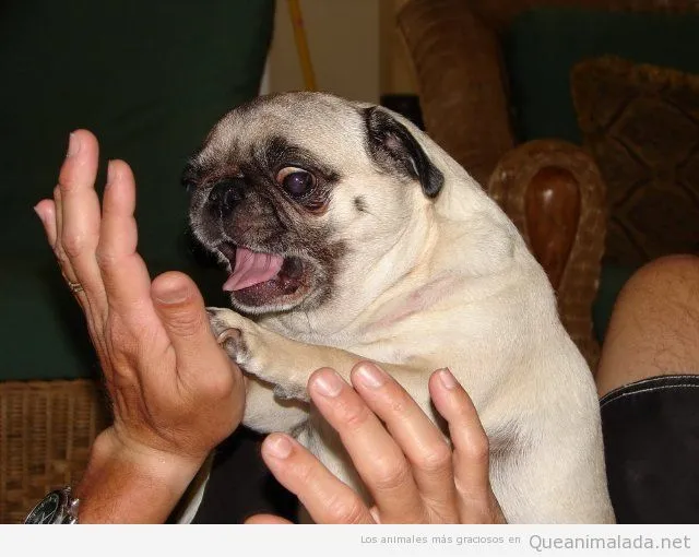 Perros | ¡Qué animalada! | Fotos, vídeos y gifs de perros y gatos ...