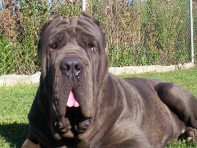 Perros de Raza