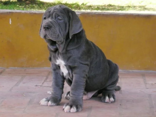 Perros de Raza