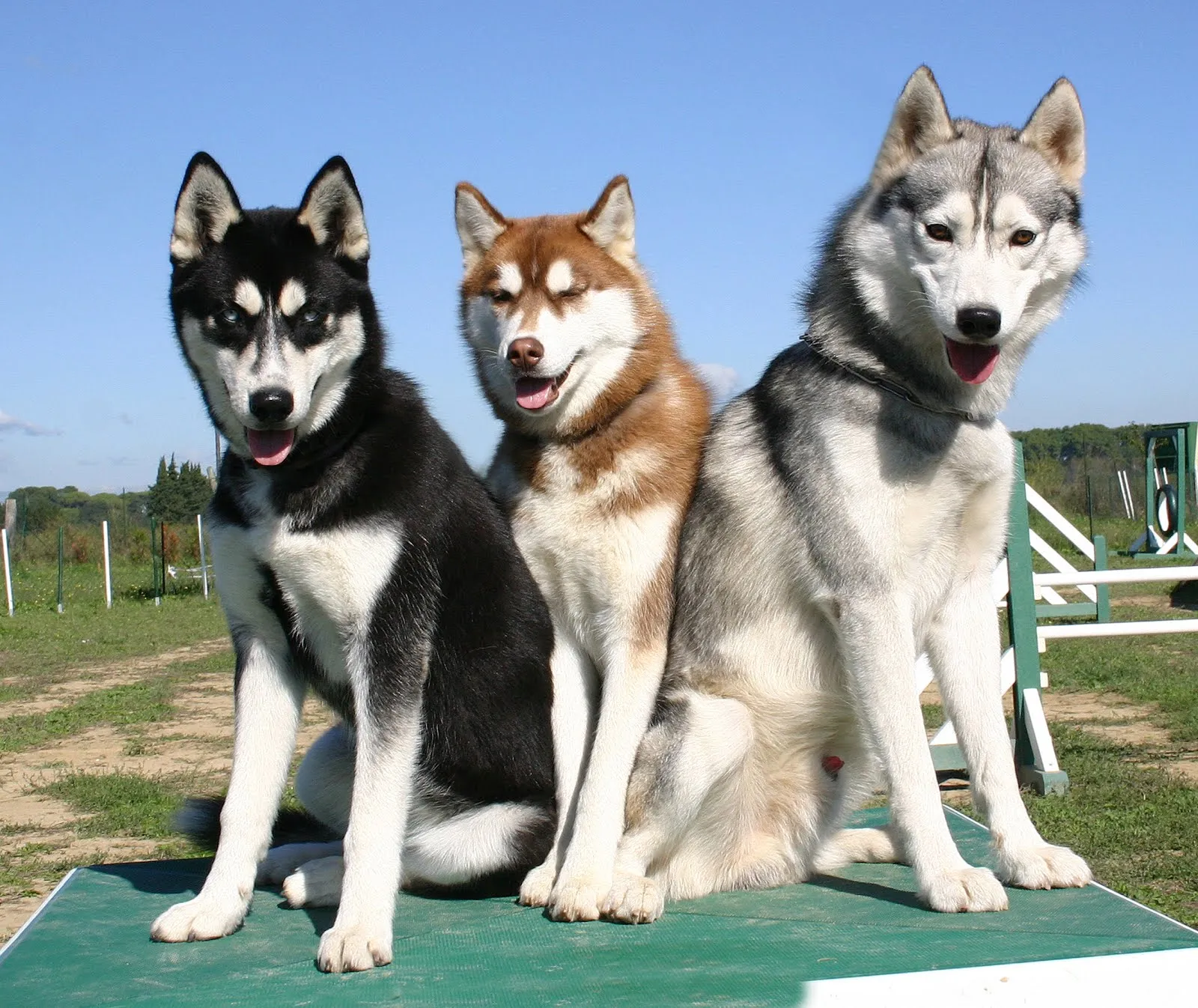 Perros raza Husky Siberianos en tres diversos colores | Banco de ...
