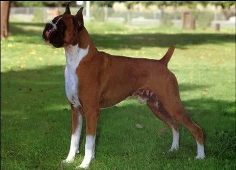 Todo Sobre Los Perros: Raza de Perro Boxer