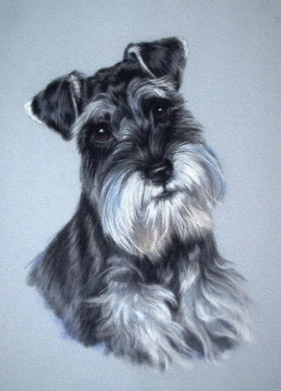 PERROS DE RAZA: SCHNAUZER