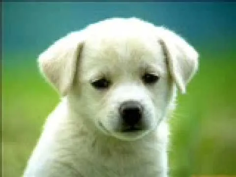 Perros de todas las razas los mas lindos sin duda - YouTube Perros de todas las razas los mas lindos sin duda - YouTube