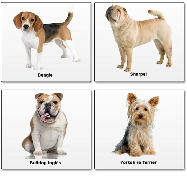 Razas de perros con sus nombres - Imagui