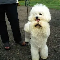 ... Perros Razas Grandes Pequeños Perros Imagenes: Poodle-french-fresh ... Perros Razas Grandes Pequeños Perros Imagenes: Poodle-french-fresh