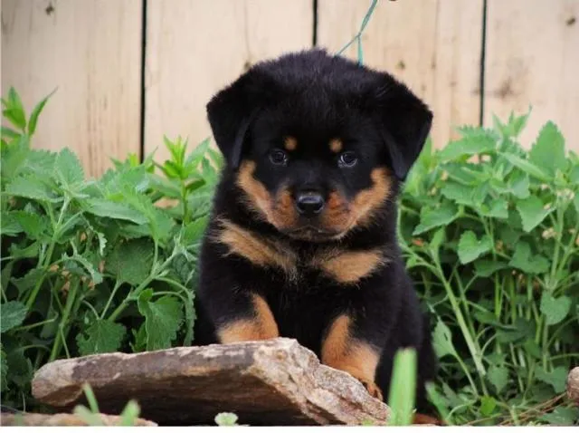 Imagenes de perros rottweiler bebés - Imagui Imagenes de perros rottweiler bebés - Imagui
