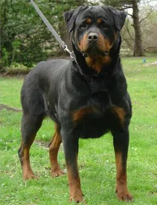Imagenes de perros rottweiler bebés - Imagui Imagenes de perros rottweiler bebés - Imagui