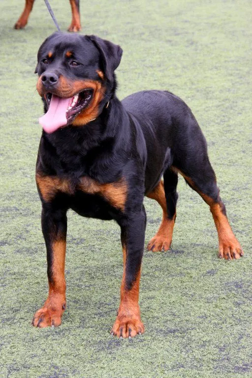 Perros Rottweiler | Cancitos