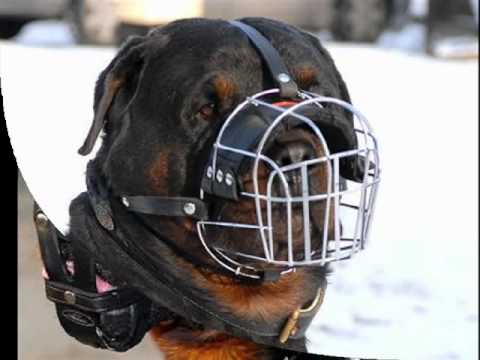 PERROS ROTTWEILER(fotos) - YouTube