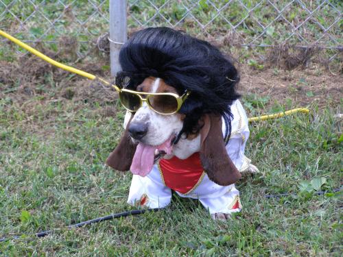 Perros | Ruth Bernal
