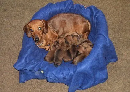 Perros salchicha recien nacidos - Imagui