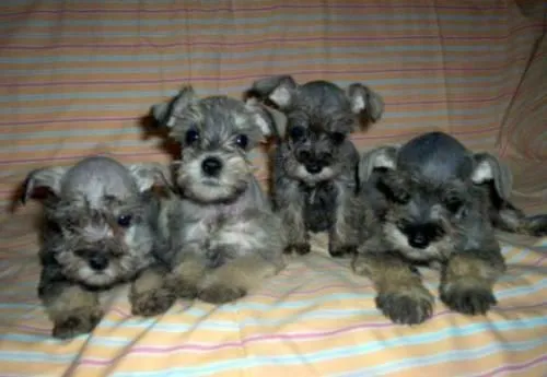 Fotografias de perros esnauser bebés - Imagui