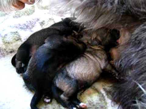 Perros schnauzer recien nacidos - Imagui