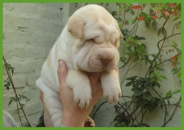 SharPeis: Shar Pei Blanco