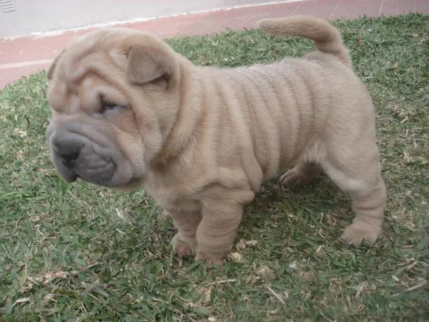 Razas de perros: Shar pei. Razas de perros: Shar pei.