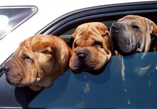 Por qué los perros shar-pei tienen tantas arrugas? | EROSKI CONSUMER