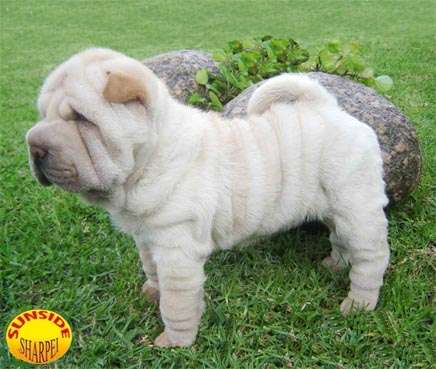 Perros sharpei en adopcion - Imagui