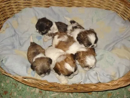 Perritos shitzu bebés - Imagui