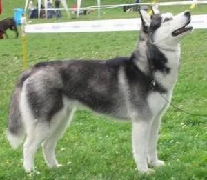 Mis Perros: Siberiano Mis Perros: Siberiano