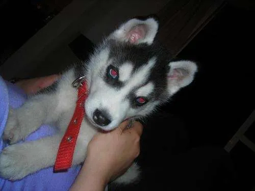 Perros siberiano cachorro - Imagui