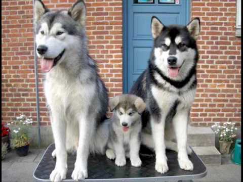 Perros siberiano - YouTube