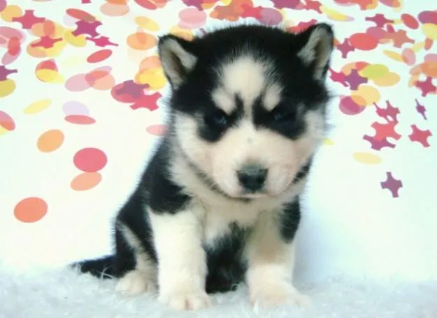 Nuriblog: Perros y Flores