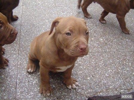 Perro Stanford - Imagui