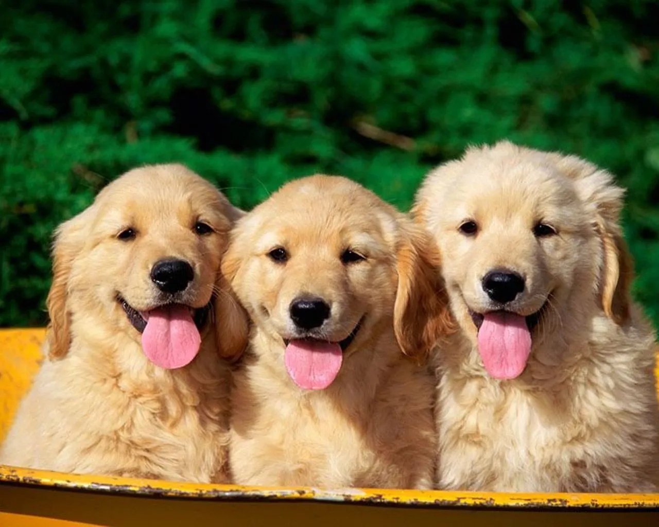 funciona como una pertiga en manos de un funambulo perros funciona como una pertiga en manos de un funambulo perros