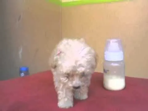 Perros tacita de te recien nacidos - Imagui Perros tacita de te recien nacidos - Imagui