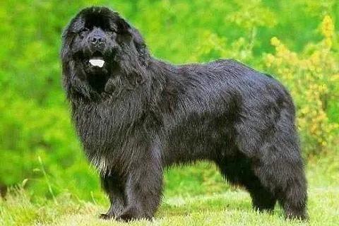 Perros terranova, características principales del perro terranova Perros terranova, características principales del perro terranova