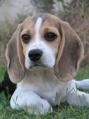 imagenes de perritos tiernos bebes