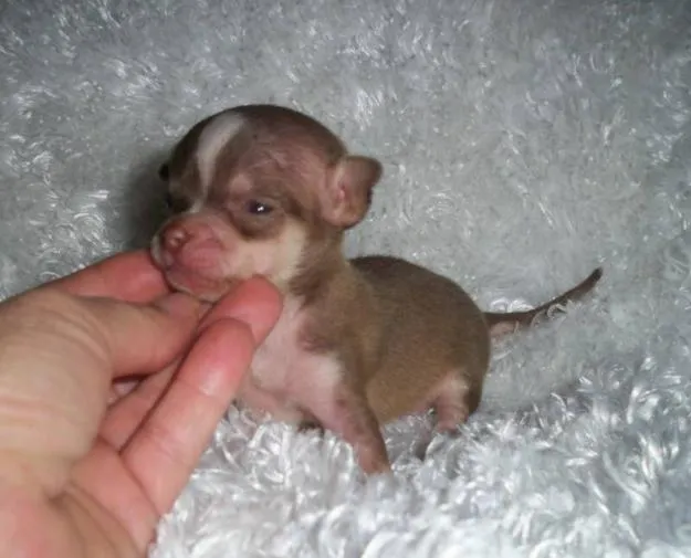 los perros mas tiernos y los mas feos - Taringa!
