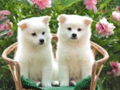 los perros mas tiernos del mundo - YouTube