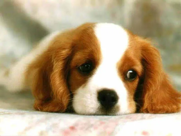 Ojos de perritos tiernos - Imagui